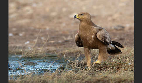 Steppenadler (Aquila nipalensis)