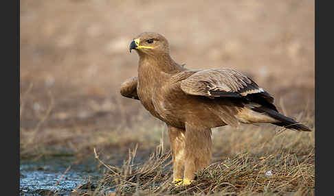 Steppenadler (Aquila nipalensis)