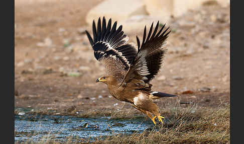 Steppenadler (Aquila nipalensis)