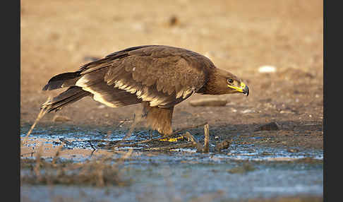 Steppenadler (Aquila nipalensis)