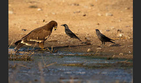 Steppenadler (Aquila nipalensis)