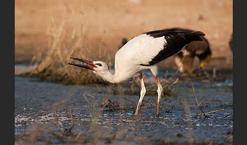 Weißstorch (Ciconia ciconia)