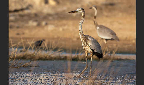 Graureiher (Ardea cinerea)