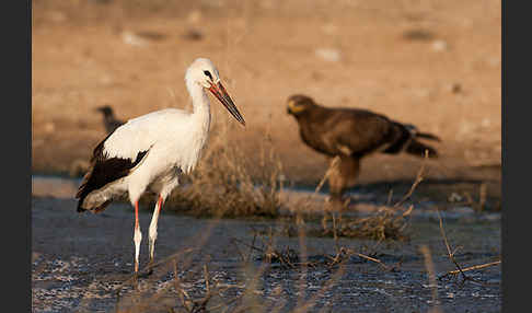 Weißstorch (Ciconia ciconia)