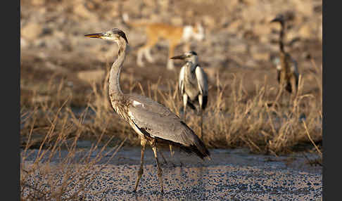 Graureiher (Ardea cinerea)