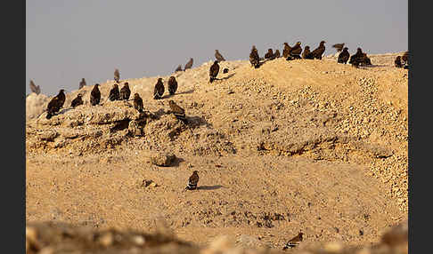 Steppenadler (Aquila nipalensis)