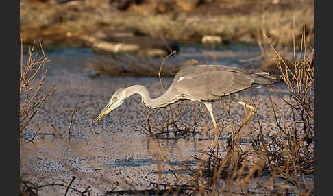 Graureiher (Ardea cinerea)