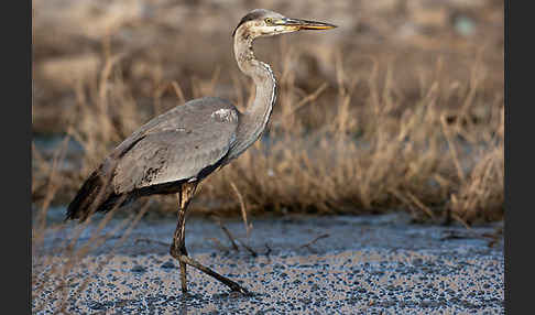 Graureiher (Ardea cinerea)