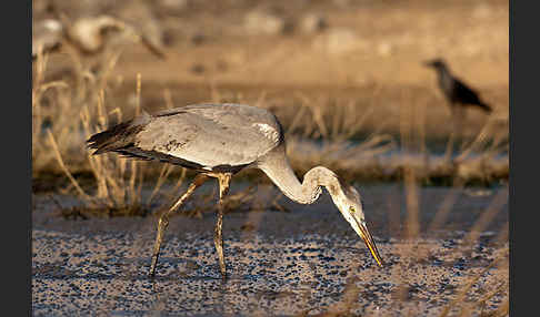 Graureiher (Ardea cinerea)