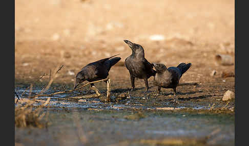 Glanzkrähe (Corvus splendens)