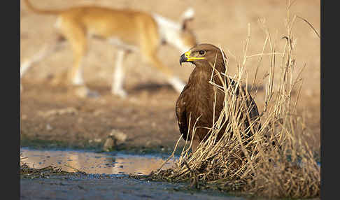 Steppenadler (Aquila nipalensis)