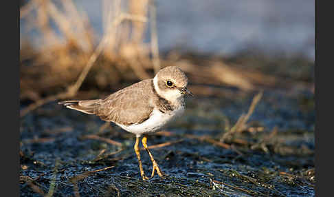 Flußregenpfeifer (Charadrius dubius)