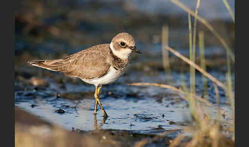 Flußregenpfeifer (Charadrius dubius)