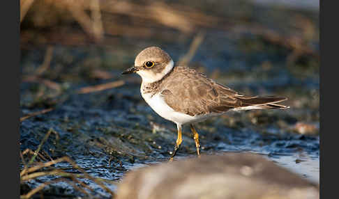 Flußregenpfeifer (Charadrius dubius)