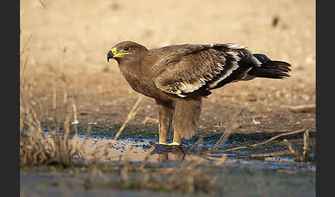 Steppenadler (Aquila nipalensis)