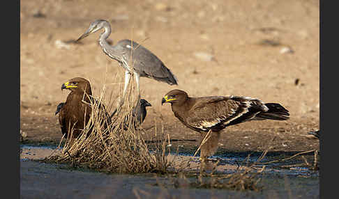 Graureiher (Ardea cinerea)