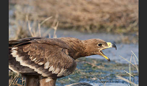 Steppenadler (Aquila nipalensis)