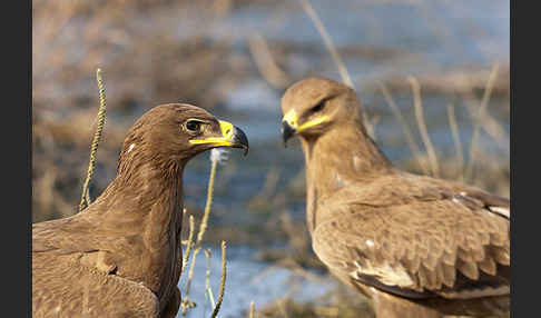 Steppenadler (Aquila nipalensis)