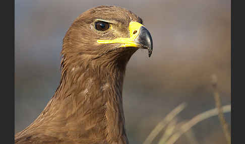 Steppenadler (Aquila nipalensis)