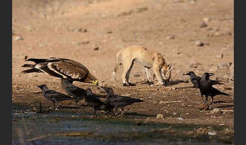 Rotfuchs sspec. (Vulpes vulpes arabica)