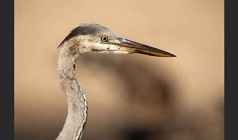 Graureiher (Ardea cinerea)