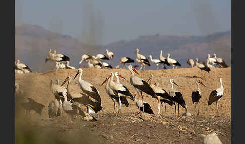 Weißstorch (Ciconia ciconia)