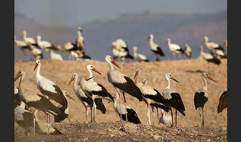 Weißstorch (Ciconia ciconia)