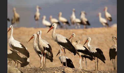 Weißstorch (Ciconia ciconia)