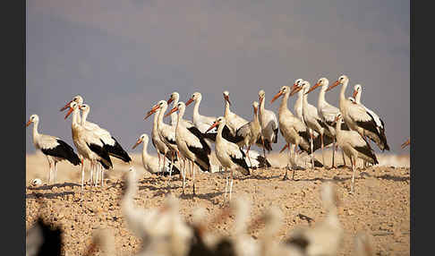 Weißstorch (Ciconia ciconia)