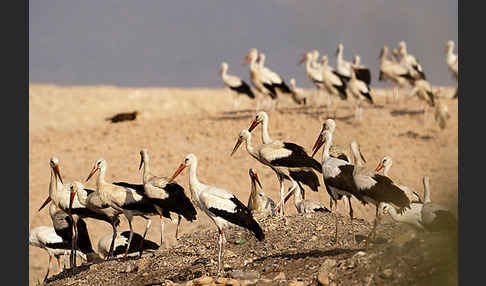 Weißstorch (Ciconia ciconia)