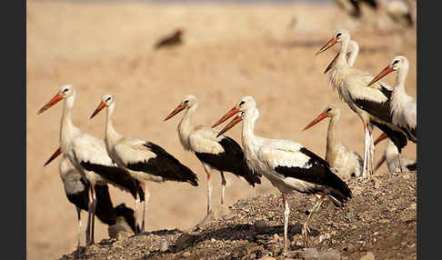 Weißstorch (Ciconia ciconia)