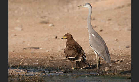 Graureiher (Ardea cinerea)