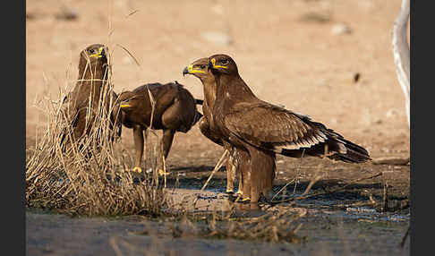 Steppenadler (Aquila nipalensis)