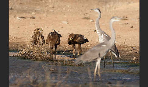 Graureiher (Ardea cinerea)