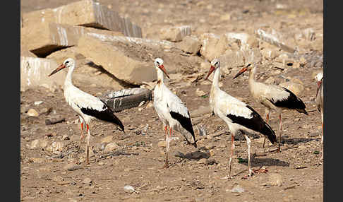 Weißstorch (Ciconia ciconia)