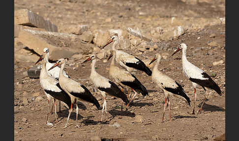 Weißstorch (Ciconia ciconia)