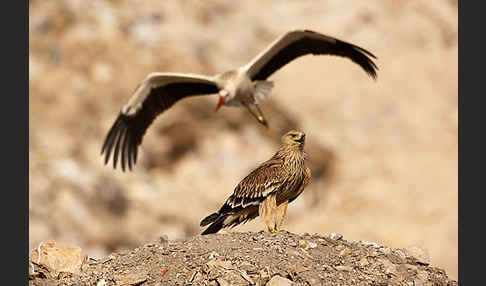 Weißstorch (Ciconia ciconia)