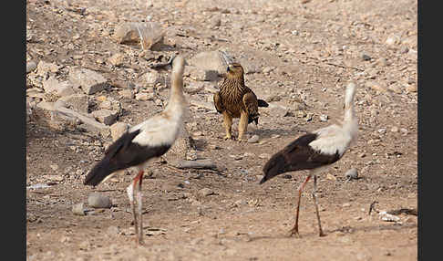 Weißstorch (Ciconia ciconia)