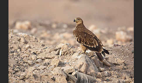 Kaiseradler (Aquila heliaca)