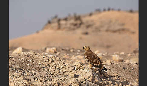 Kaiseradler (Aquila heliaca)