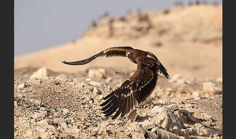 Kaiseradler (Aquila heliaca)