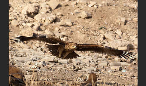 Kaiseradler (Aquila heliaca)