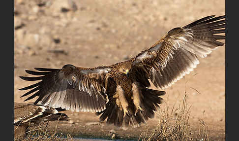 Kaiseradler (Aquila heliaca)