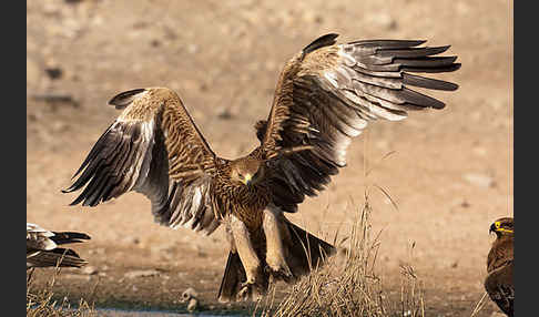 Kaiseradler (Aquila heliaca)