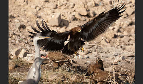 Steppenadler (Aquila nipalensis)