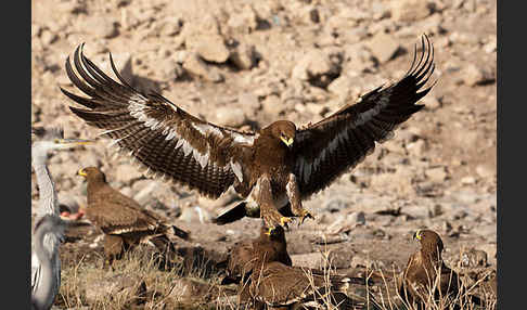 Steppenadler (Aquila nipalensis)