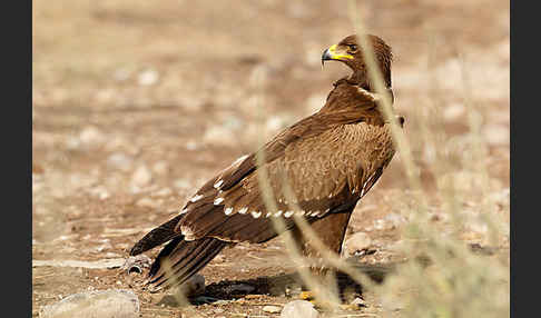 Schreiadler (Aquila pomarina)