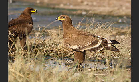 Steppenadler (Aquila nipalensis)