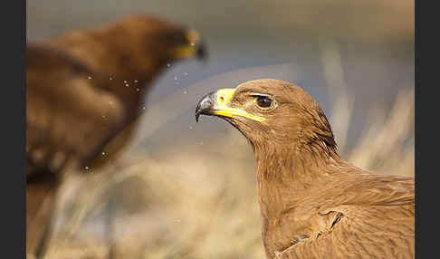 Steppenadler (Aquila nipalensis)