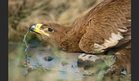 Steppenadler (Aquila nipalensis)